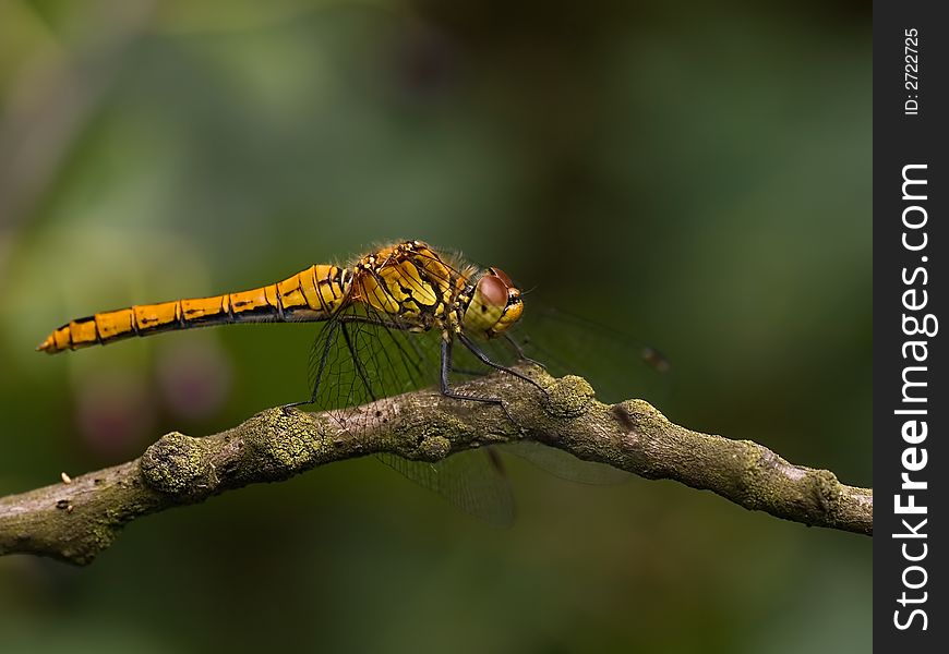 Close  up of Ruddy Darter dragonfly (Sympetrum sanguineum)- female. Close  up of Ruddy Darter dragonfly (Sympetrum sanguineum)- female