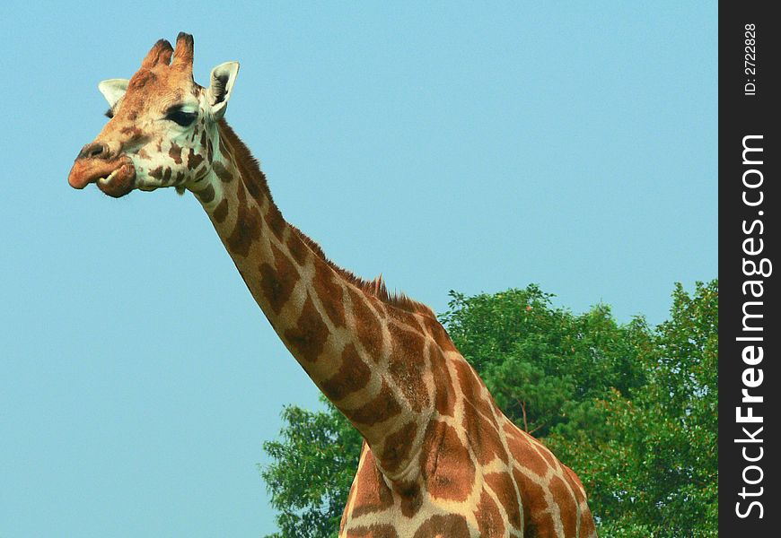 Interesting look on this Giraffe's face.