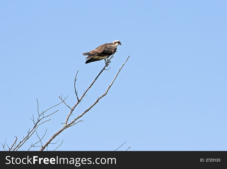 Osprey perched in tree limb with clear blue sky background