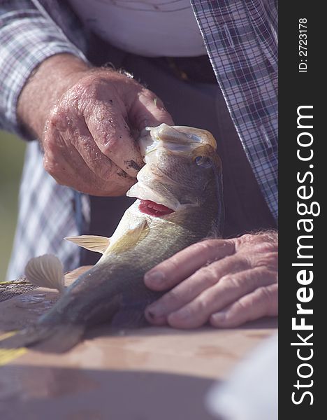 A close-up of a man measuring the length of a small-mouth bass. A close-up of a man measuring the length of a small-mouth bass.