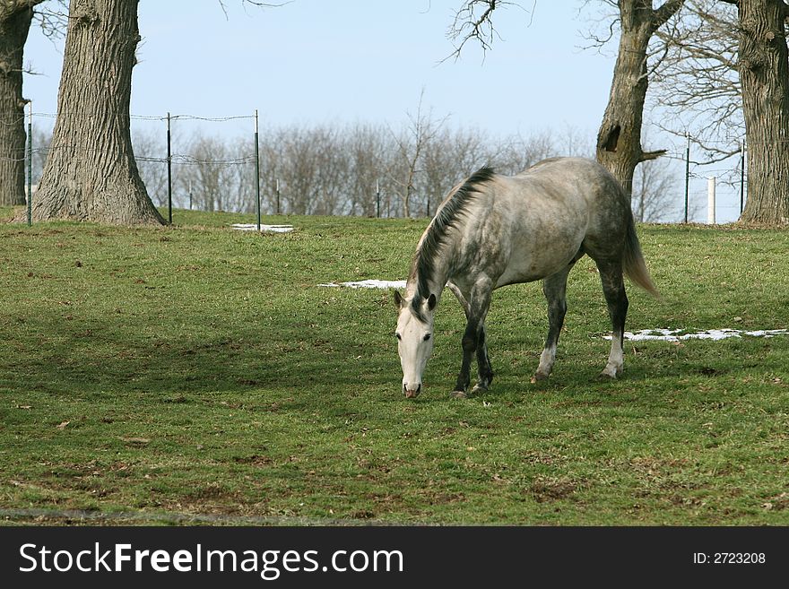 White Horse grazing in a pasture in early springtime