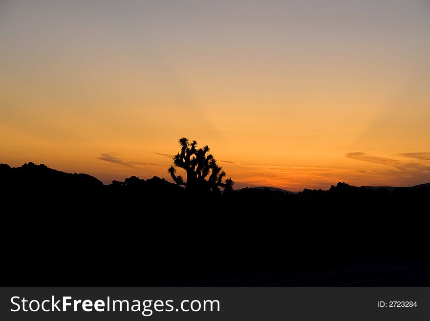 Joshua tree and mountains silhouetted against a brilliant sunrise. Joshua tree and mountains silhouetted against a brilliant sunrise