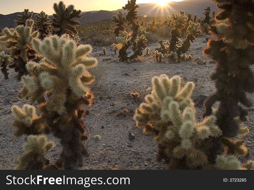 Sunrise over a garden of cholla jumping cactus. Sunrise over a garden of cholla jumping cactus