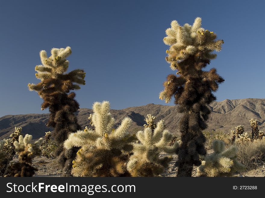 Cholla cactus in early morning light. Cholla cactus in early morning light