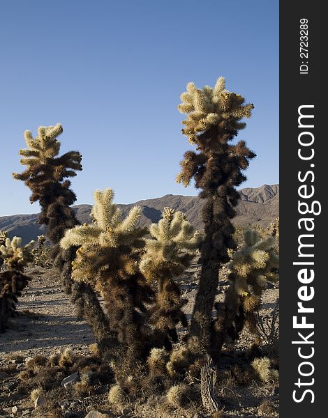 Cholla cactus in early morning light. Cholla cactus in early morning light