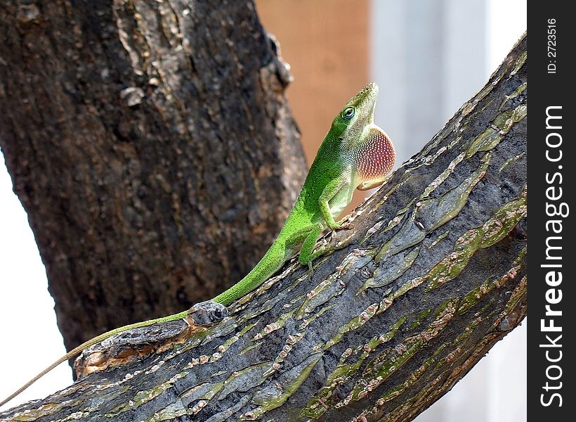 Green anole on branch showing red dewlap. Green anole on branch showing red dewlap