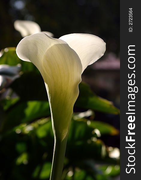 A macro shot of a beautiful, white Calla Lily