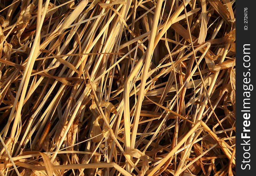 Hay - the dry oblique grass. . Hay - the dry oblique grass.
