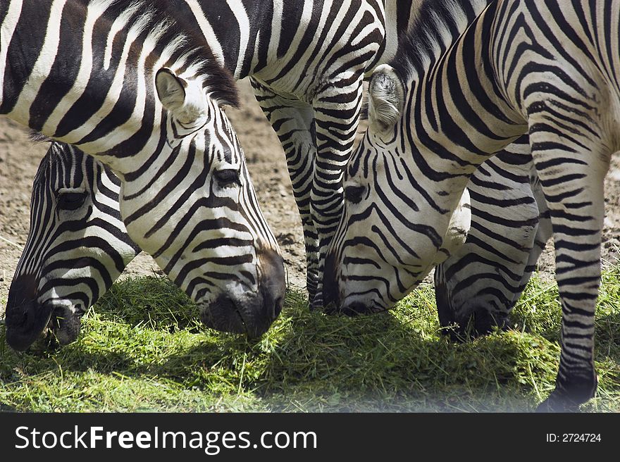 Eating zebras in national zoo