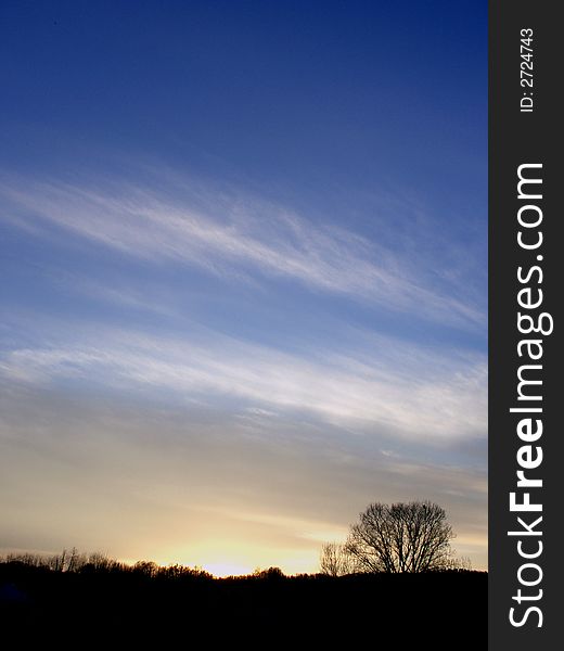 A treen under a summer sunset