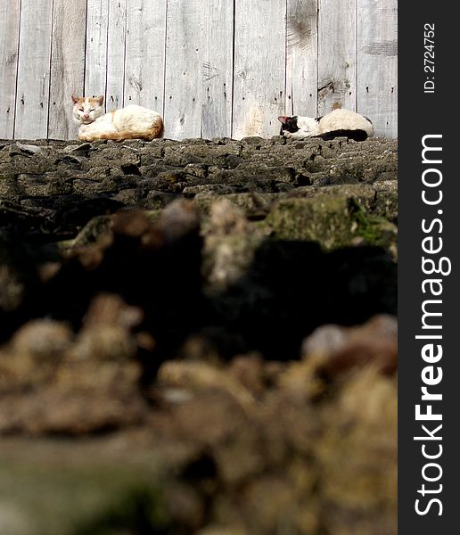 Two cats on roof are sleeping