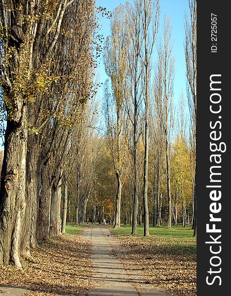 Alley in the autumn park