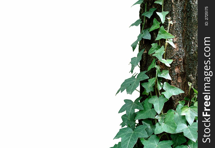 Ivy scrambled up on log, the background is white. Ivy scrambled up on log, the background is white