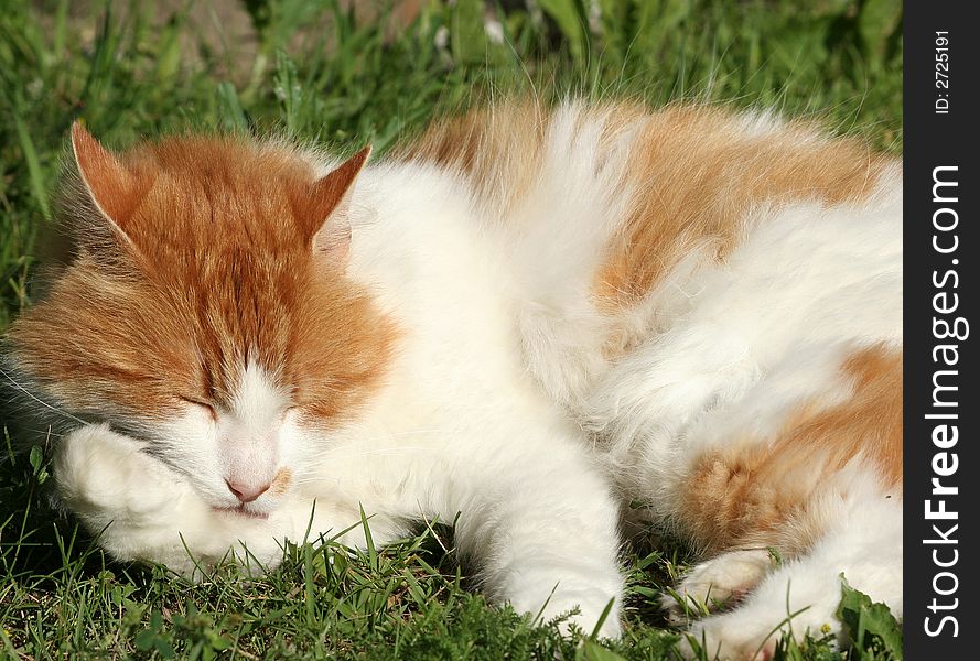 Cat close up. Cat in the evening sun