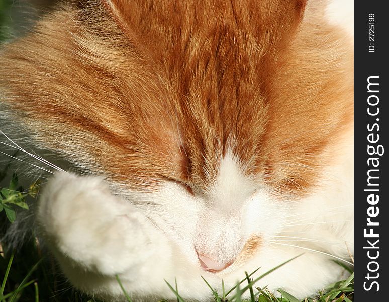 Cat close up. Cat in the evening sun