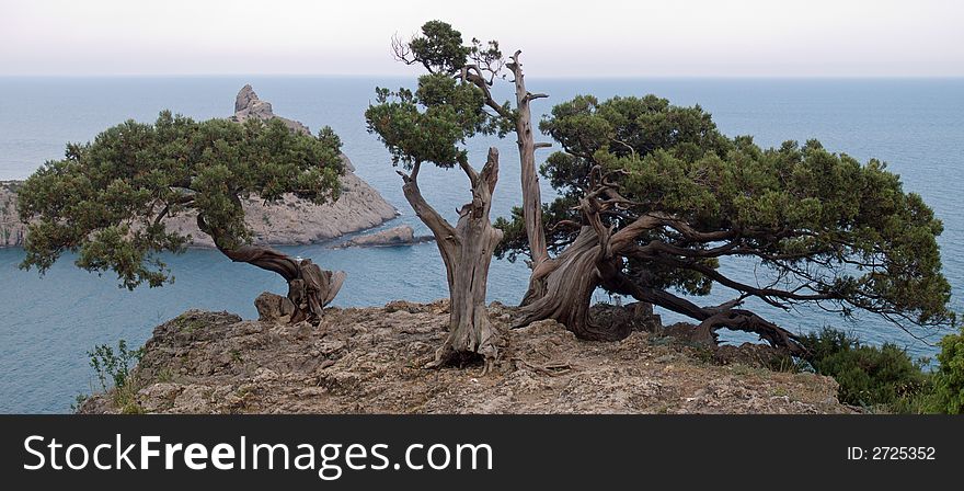 Juniper tree on rock and sea with Capchik cape behind (Novyj Svit reserve, Crimea, Ukraine).