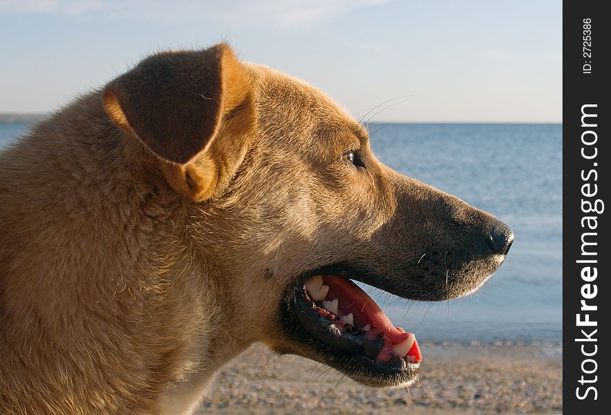 Dog, admire the scenery of sea sunset. Dog, admire the scenery of sea sunset