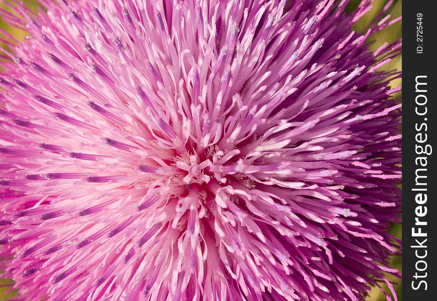 Pink flower of thorn weed plant (close-up, natural background)