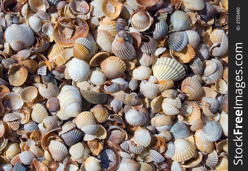 Cockleshell beach surface (sea-resting background). Cockleshell beach surface (sea-resting background)