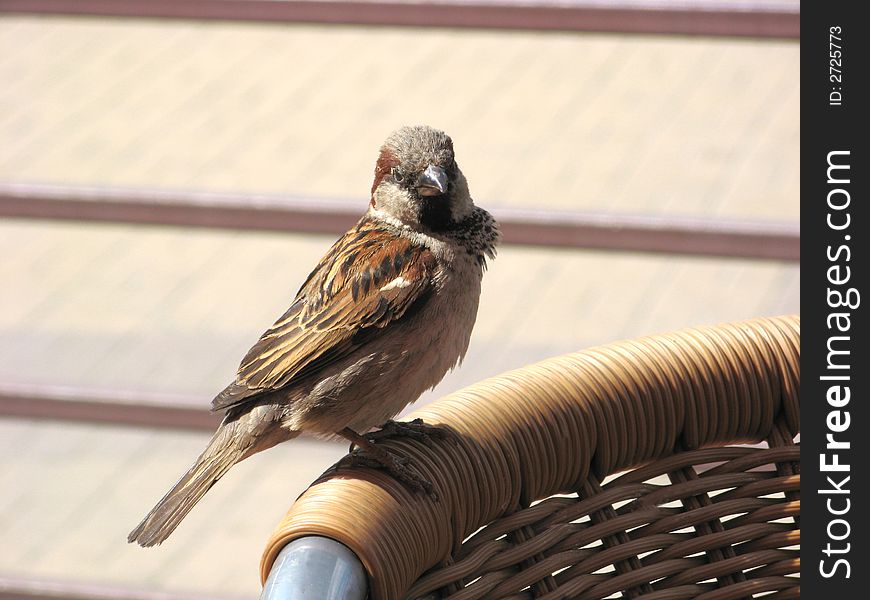 Sparrow On The Back Of Chear