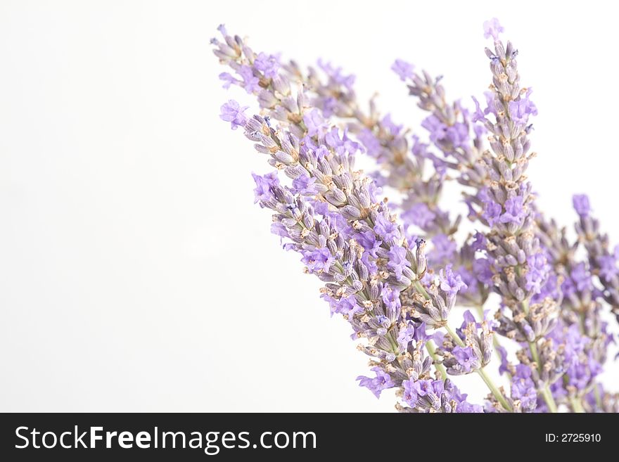 Bunch of lavender flowers isolated on white