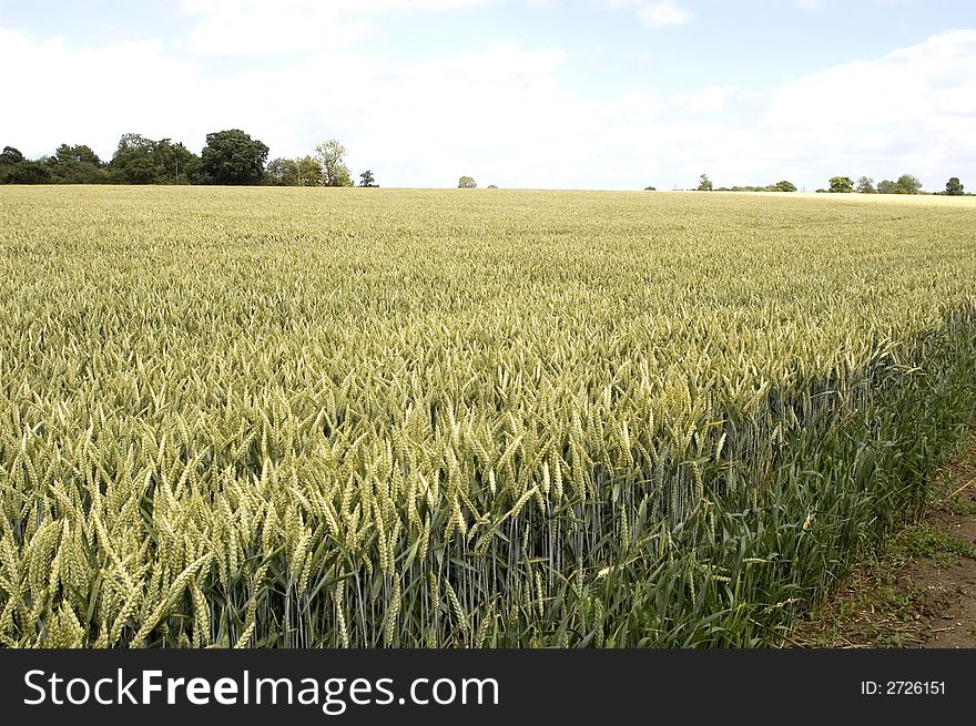 Wheat Field, Hertfordshire 1