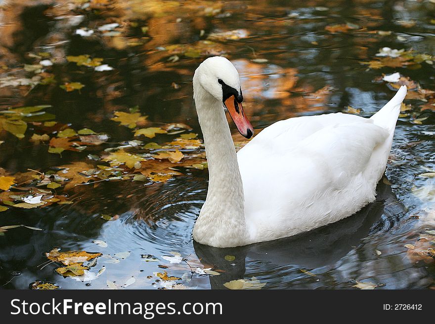 Swan in the leakes in autumn