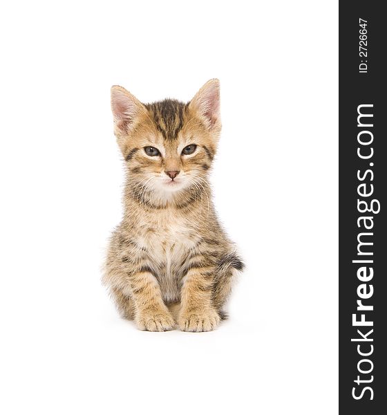 A kitten looks annoyed while looking straight into camera on white background. A kitten looks annoyed while looking straight into camera on white background