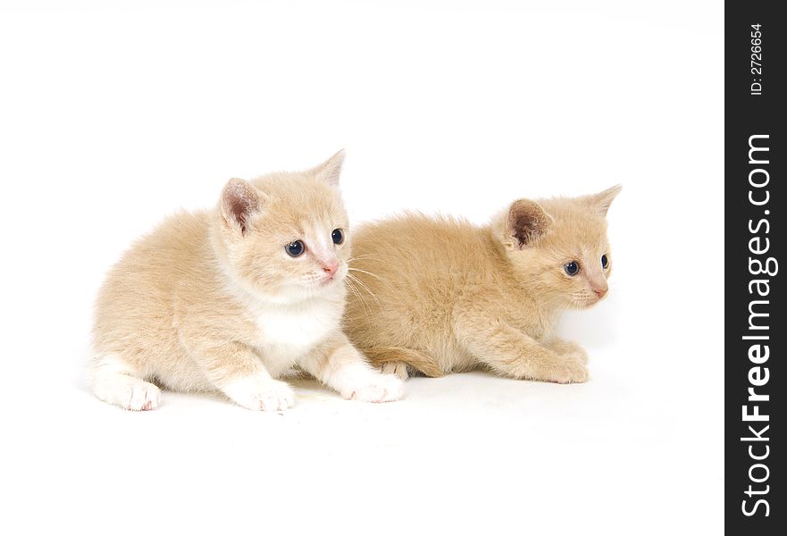 Yellow kittens sit on a white background