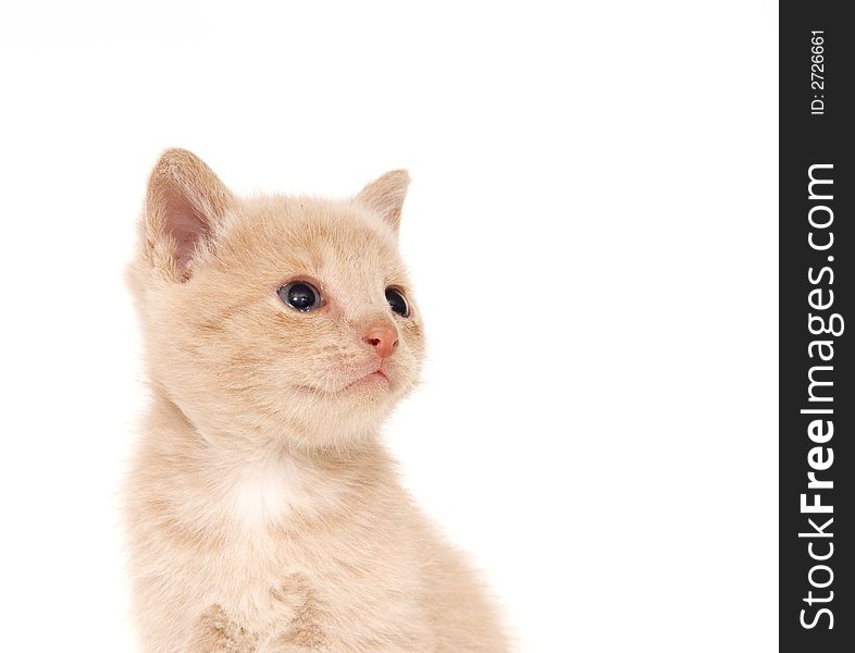 A yellow cat sits on a white background. A yellow cat sits on a white background