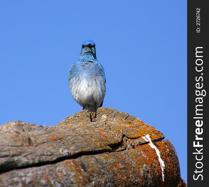 Mountain Bluebird on roof of log cabin in Grand Teton National Park, Wyoming.