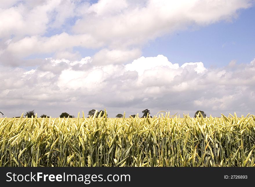 Wheat Field, Hertfordshire 2