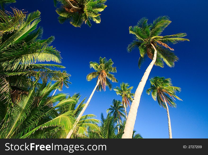 Emerald green palm trees towering in front of a deep blue sky beside a white sand beach. The perfect place for relaxing. Room for text. Emerald green palm trees towering in front of a deep blue sky beside a white sand beach. The perfect place for relaxing. Room for text.