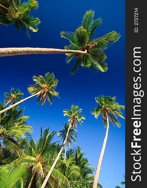 Emerald green palm trees towering in front of a deep blue sky beside a white sand beach. The perfect place for relaxing. Room for text. Emerald green palm trees towering in front of a deep blue sky beside a white sand beach. The perfect place for relaxing. Room for text.