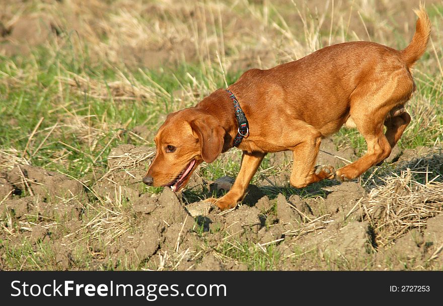 A nice red dog on walk in fields