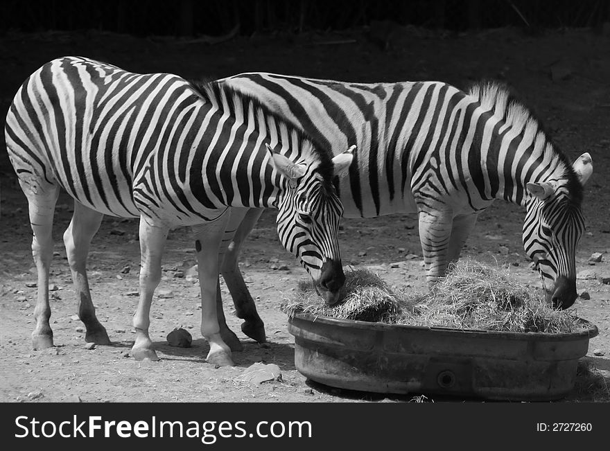 Pair of zebras sharing hay. Pair of zebras sharing hay