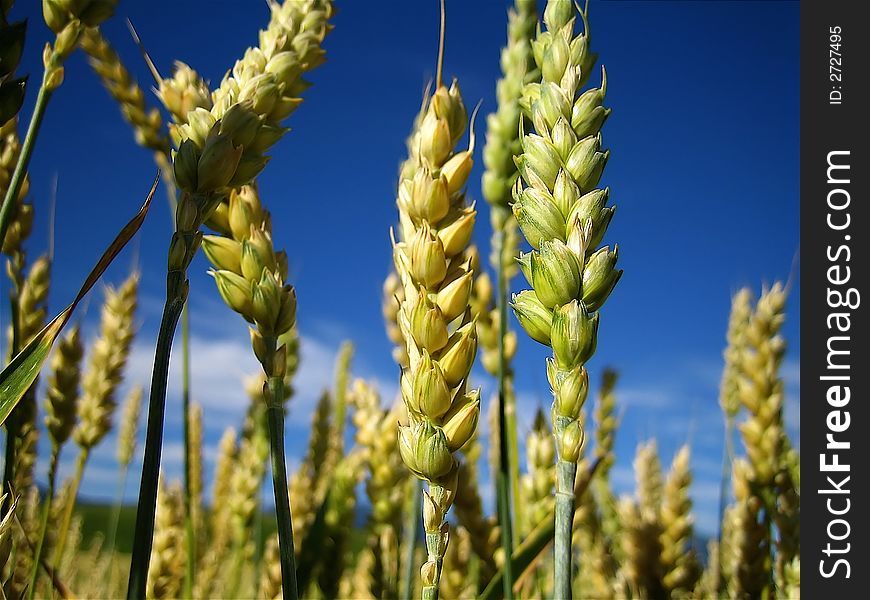 Photo of spikes against blue sky