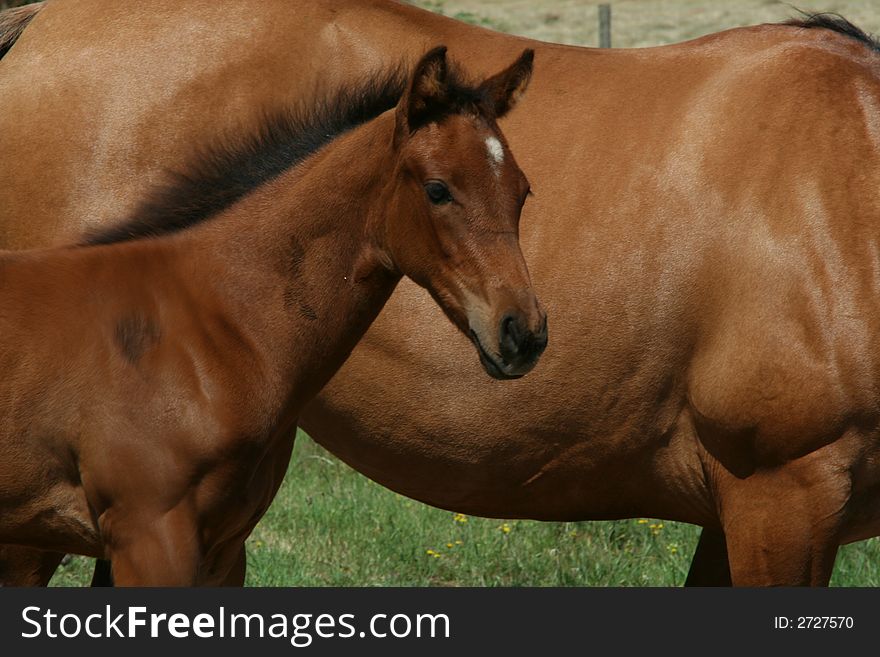 Cute little buckskin colt standing with his mother. Cute little buckskin colt standing with his mother.