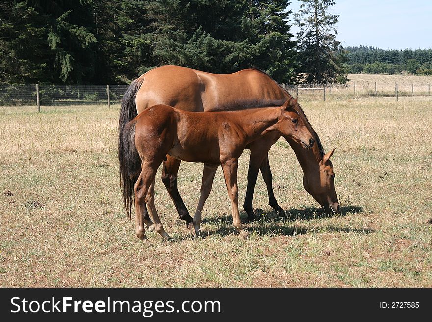 Mare and Foal grazing in a large pasture