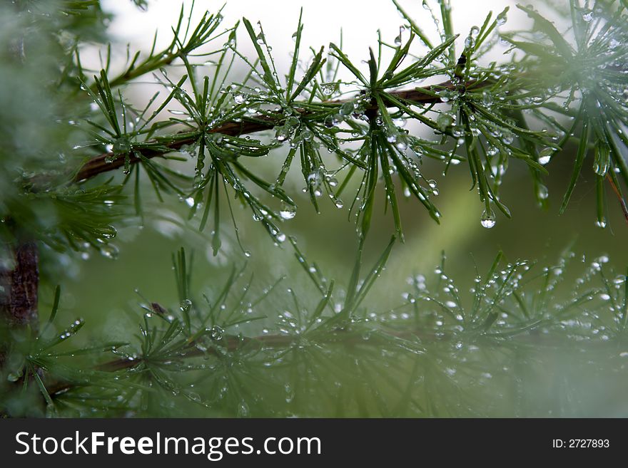 Water droplets on the pine tree needles