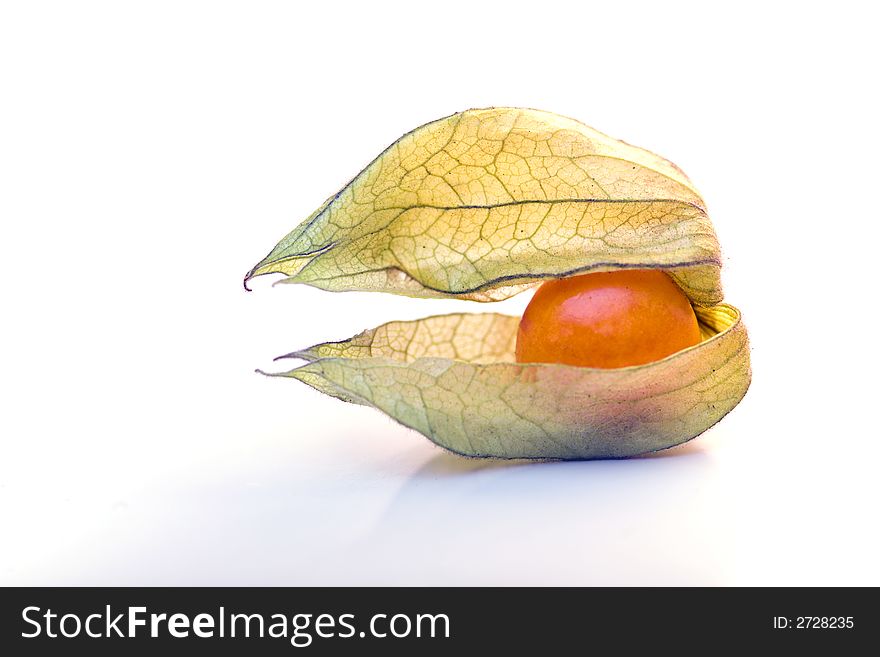 Single physalis fruit opened, on white