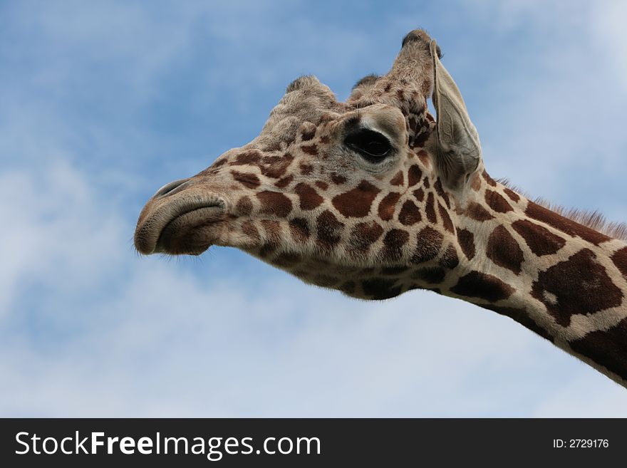 A Giraffe on a walkabout