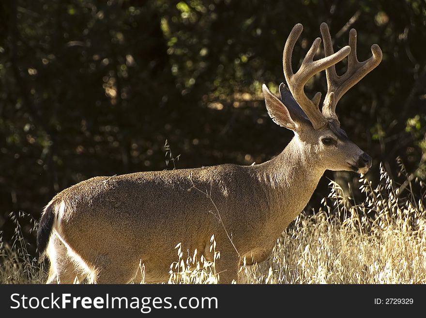 Wild black tail buck with velvet on antlers