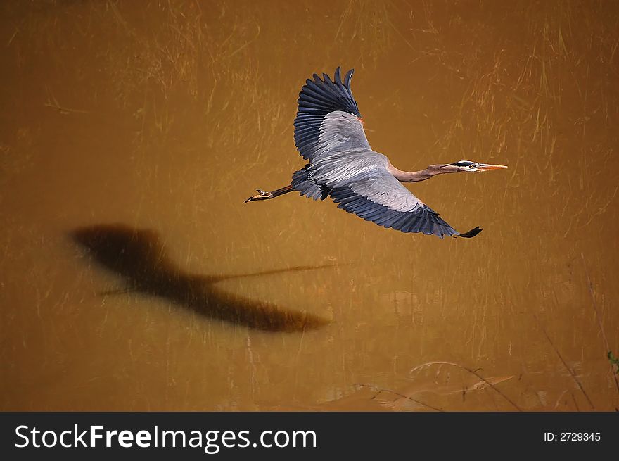 Blue Heron in flight against brown water