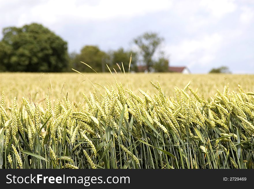 Wheat field, Hertfordshire 3