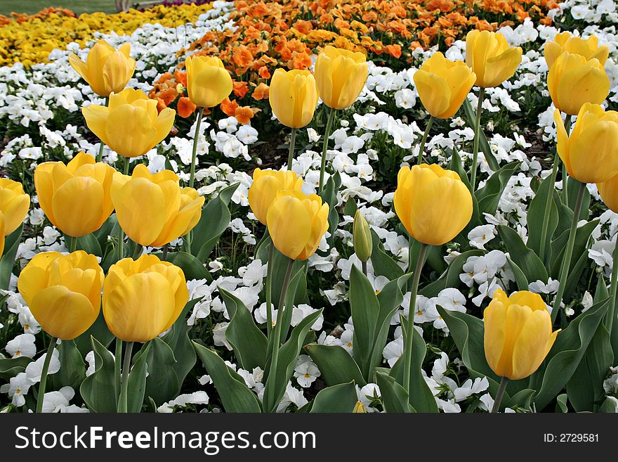 Yellow tulips growing in a bed mixed with assorted petunias. Yellow tulips growing in a bed mixed with assorted petunias.