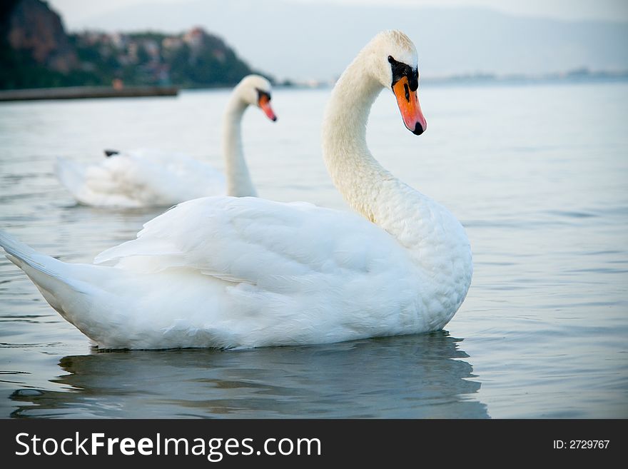 Photo of Swans Swimming on a Lake