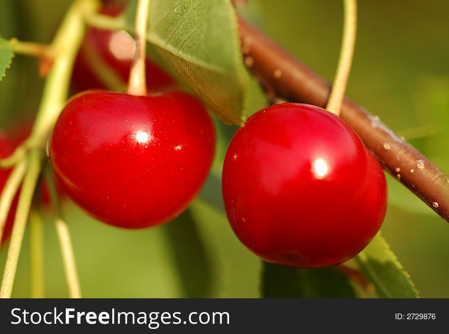 Red cherry on a three in the garden