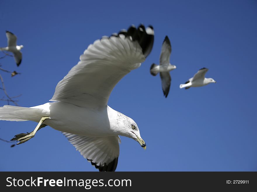 Four ringbilled seagulls flying against a clear blue sky. Four ringbilled seagulls flying against a clear blue sky.