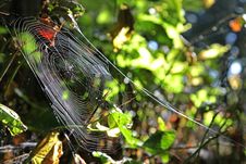 Spider Net Royalty Free Stock Photography Spider Net Royalty Free Stock Photography